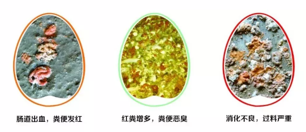 雞拉紅糞，怎么辦？