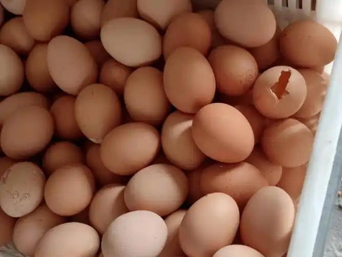 蛋殼質(zhì)量差、產(chǎn)蛋率低怎么辦？壯骨寶來幫忙！