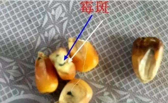 蛋雞使用新玉米導(dǎo)致每天損失十幾只，原來是霉菌破壞了肝！