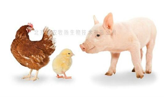 中農(nóng)牧揚